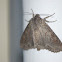 Purple Arches Moth