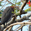 Rufescent Tiger Heron