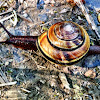 Pacific sideband snail
