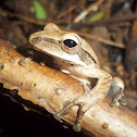 Golden tree frog