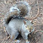 Eastern Fox Squirrel