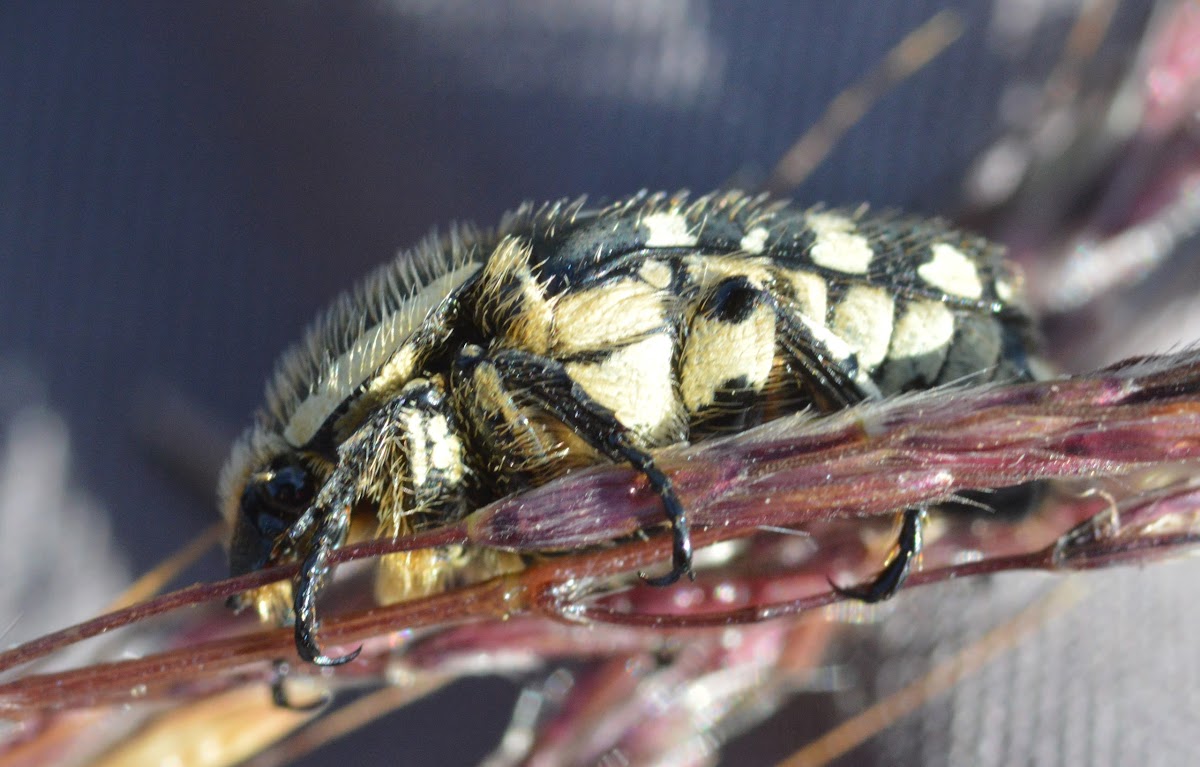 Flower Beetle