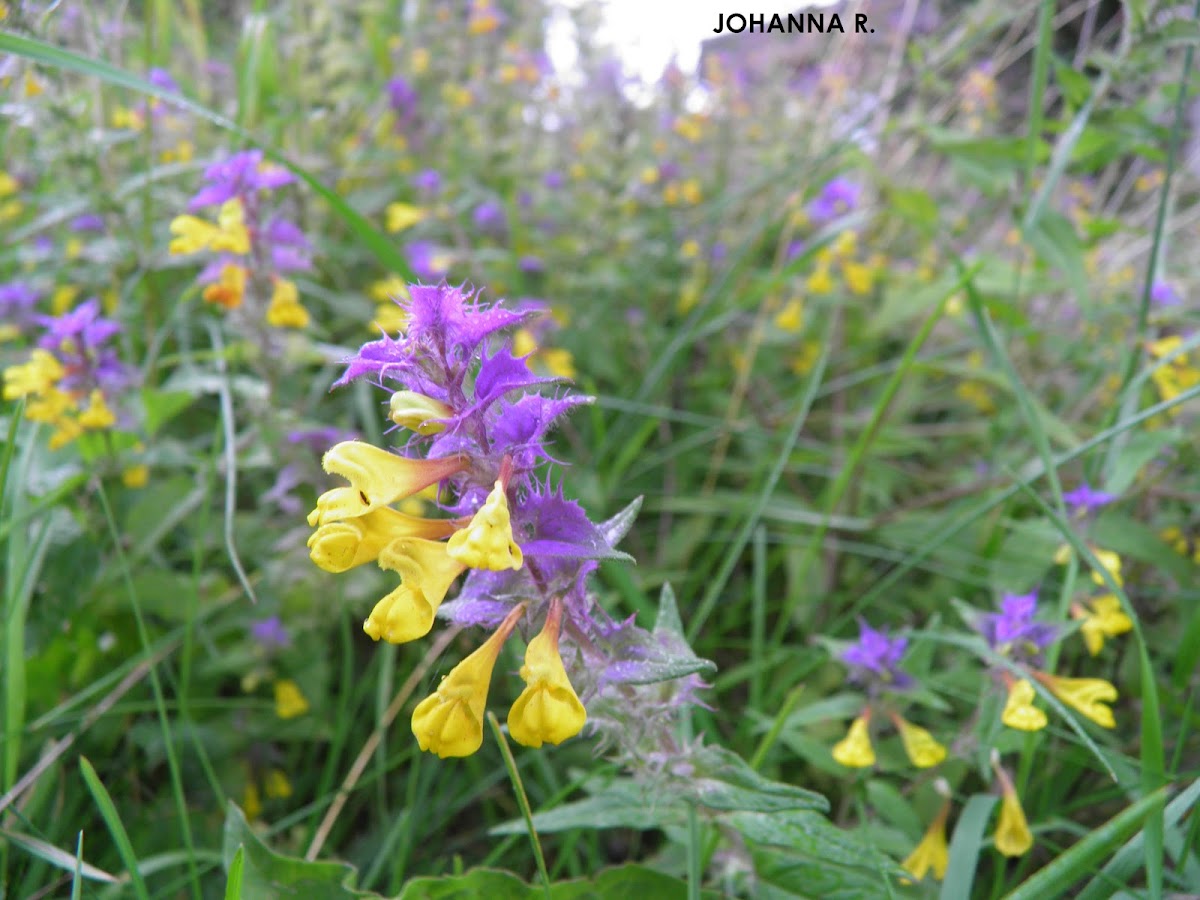 Melampyrum nemorosum