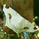 Mariposa branca (White moth)