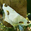 Mariposa branca (White moth)