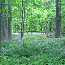 Fitchie Creek Nature Log