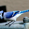 Blue Jay