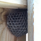 Paper Wasp Hive