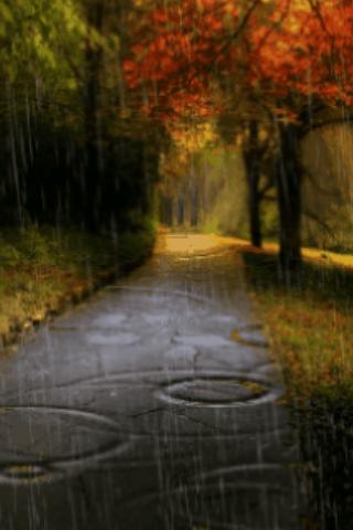 Rain In Autumn Live Wallpaper