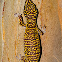New species of Velvet Gecko