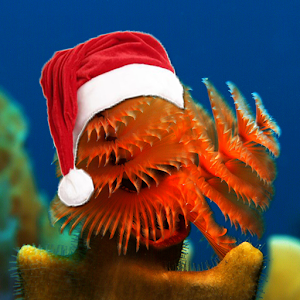 Christmas Underwater HD.apk 1.0