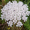 Wild Carrot / Queen Anne's Lace