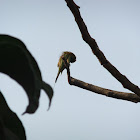 green bee eater(in bengali-baspati)