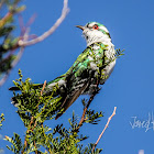 Dideric Cuckoo