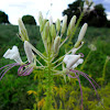 Flor de Muçambê