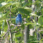 indigo bunting male