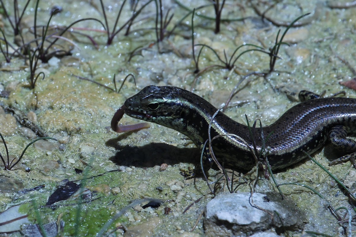 Common Garden Skink Project Noah