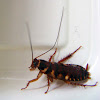 Australian Cockroach Nymph