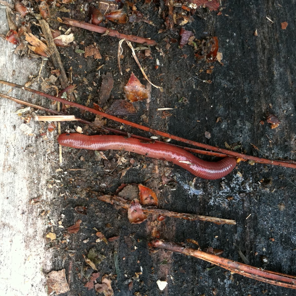 Earthworm