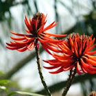 Coral Tree Flower