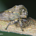 Treehopper (Adult and nymphs)
