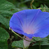 Ocean Blue Morning Glory