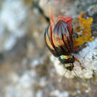 Rosemary Beetle