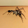 Portia jumping spider