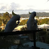 Sulphur crested cockatoo