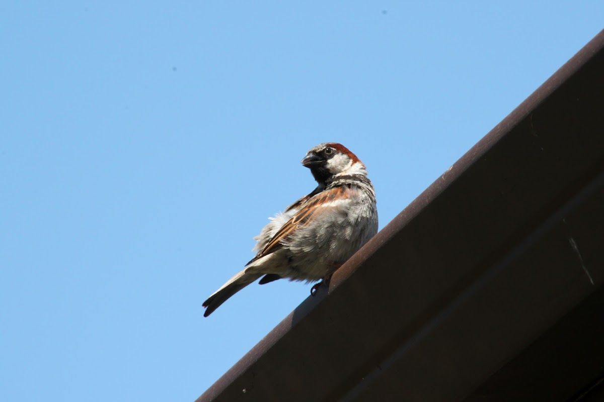 house "english" sparrow