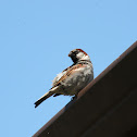 house "english" sparrow