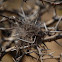 Spider condo in thorny Acacia