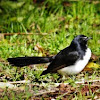 Willie Wagtail