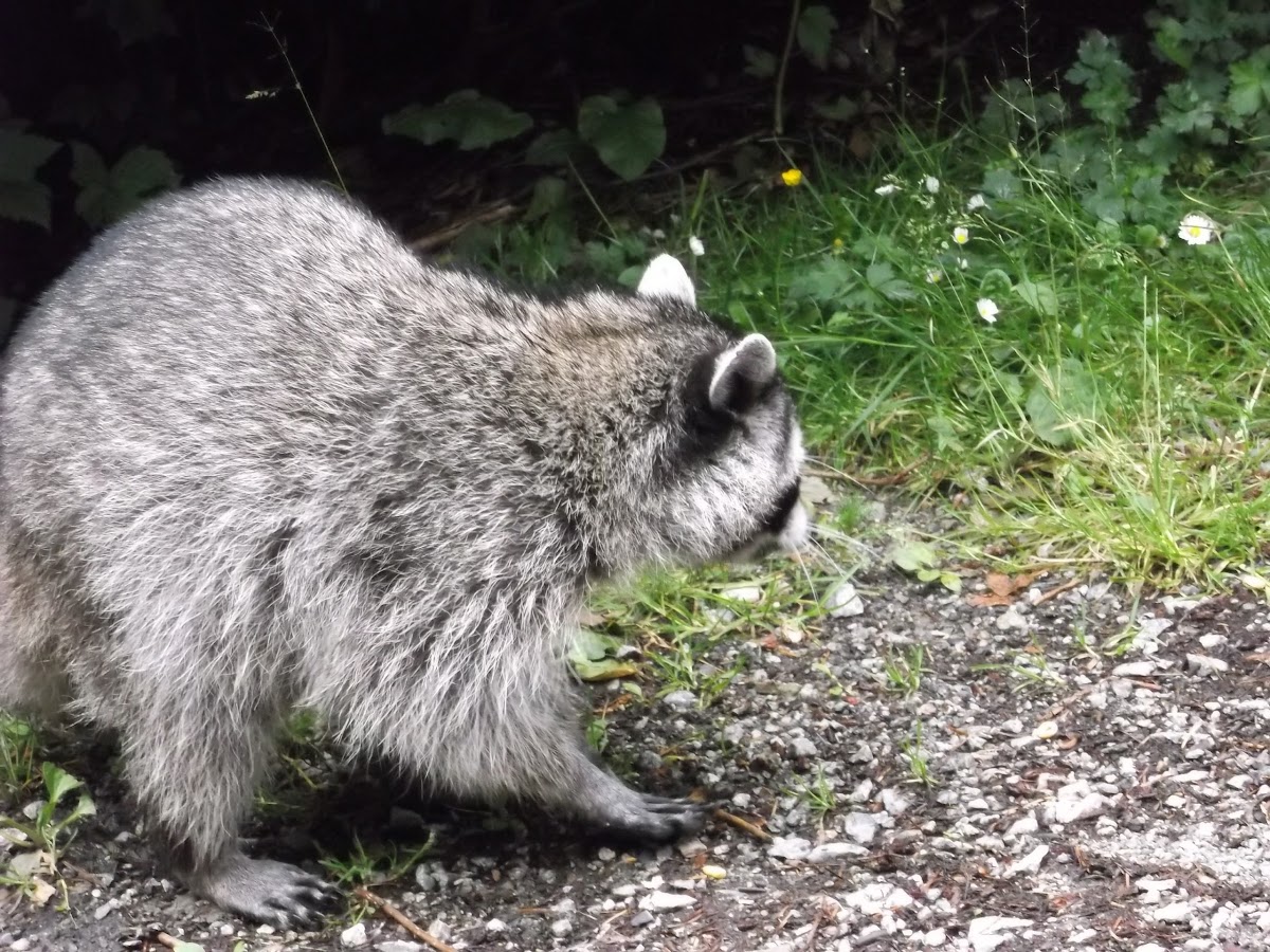 North American Raccoon