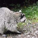 North American Raccoon