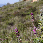 Stinging Lupine