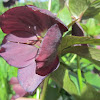 Lenten Rose ('Blue Lady')