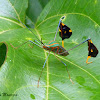 Percevejo do maracujazeiro (Passion fruits leaf-footed bug)