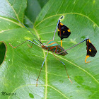 Percevejo do maracujazeiro (Passion fruits leaf-footed bug)