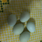Chicken blue eggs
