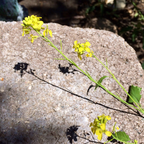 Field Mustard Project Noah