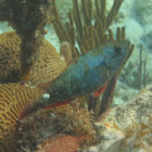 Redband Parrotfish        initial phase