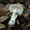 Death Cap