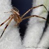 Flower Crab Spider