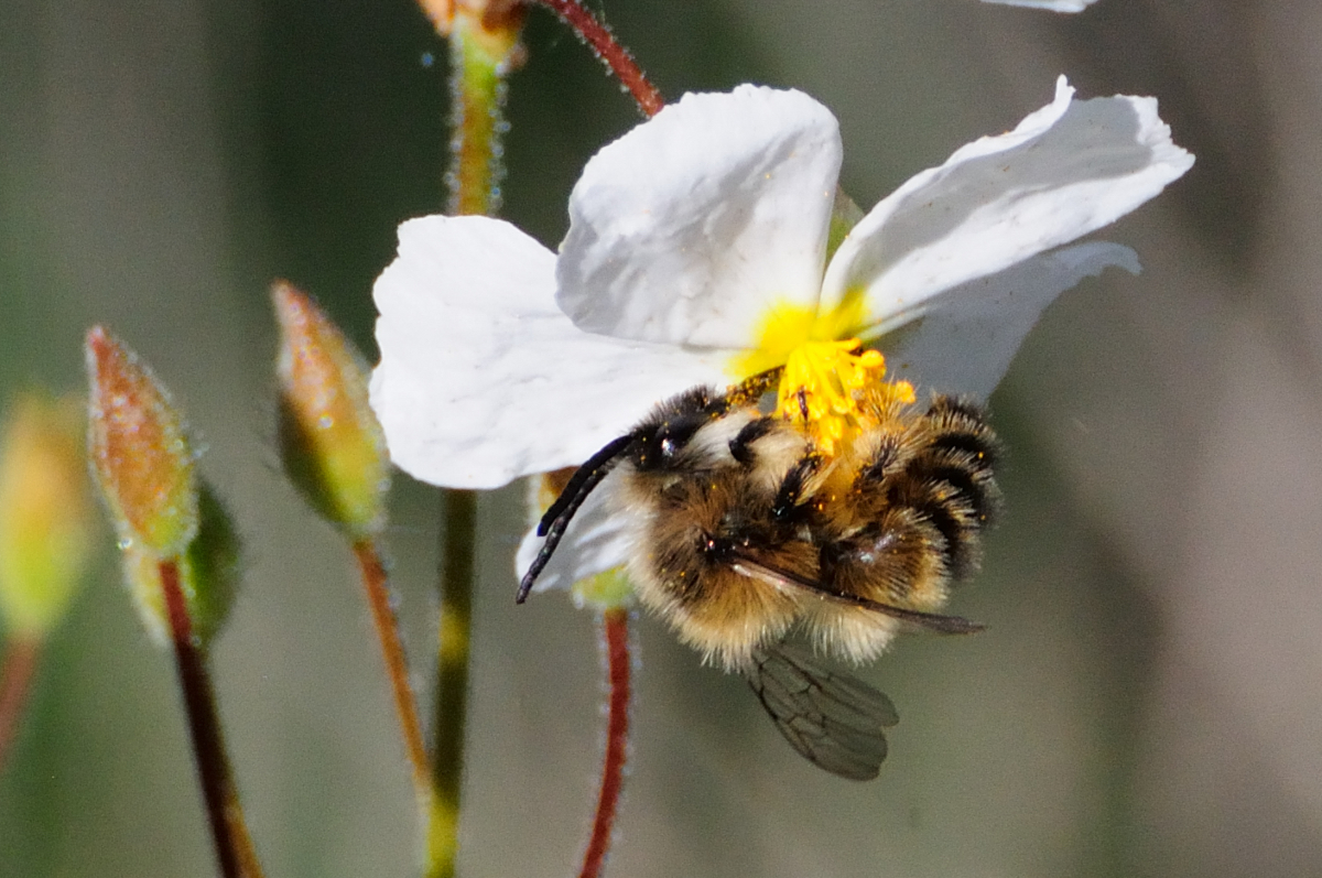 Long-horned bee; Abeja de cuernos largos