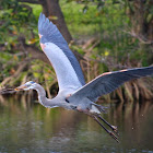 great blue herons