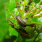 Viburnum Leaf Beetle larvae