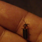 Firefly/Lightning Bug