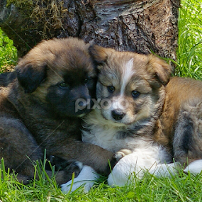 Please stay with me. by Todd Bellamy - Animals - Dogs Puppies