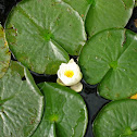 Fragrant Water Lily